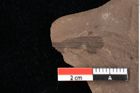 Foto (Detailansicht) von Graminea ? sp.  (NHMW-GEO-2024-0188-0394)